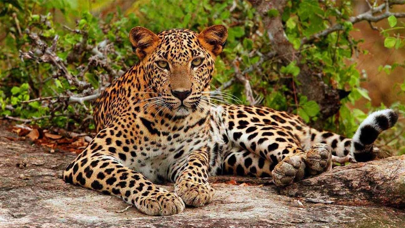 Yala wildlife safari