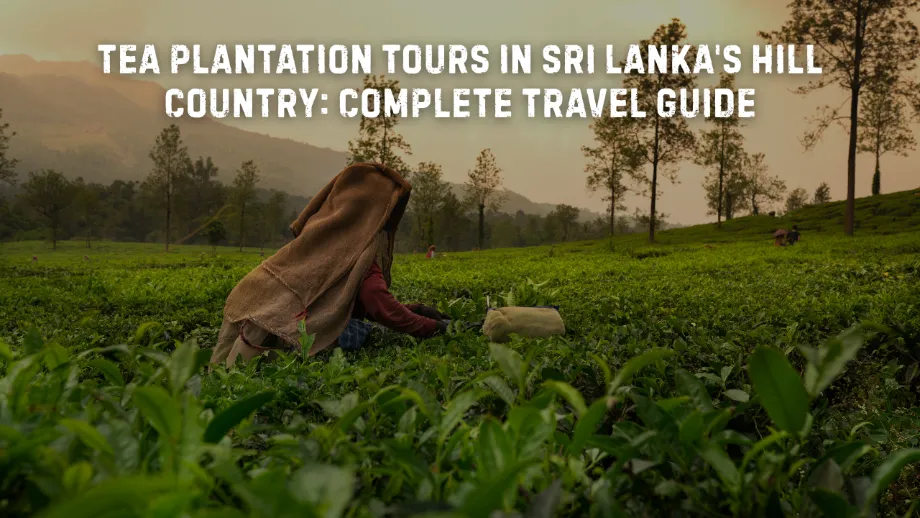Sri Lanka tea country
