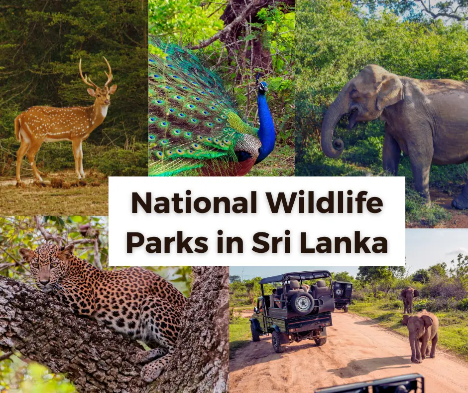 Wildlife in Sri Lanka