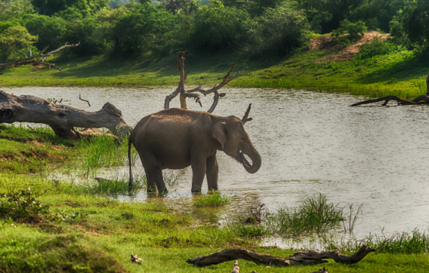 Wild About Sri Lanka