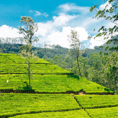 Nuwara Eliya