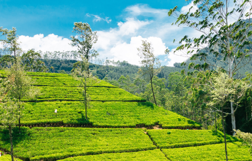 Ayurveda Sri Lanka