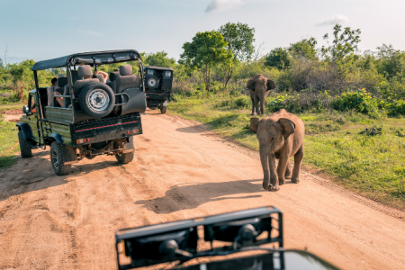 Wild About Sri Lanka