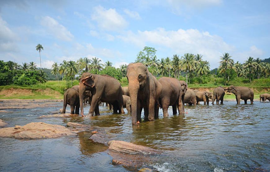 Wild About Sri Lanka